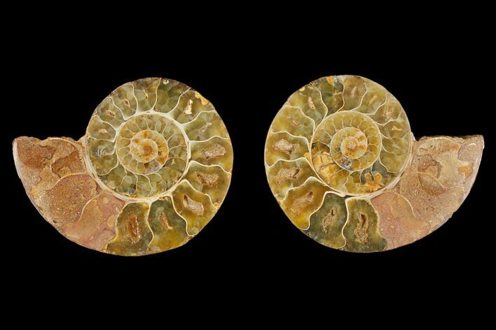 Cut & Polished Agatized Ammonite Fossil- Jurassic #131711